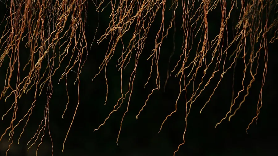 mycorrhizal fungi root system