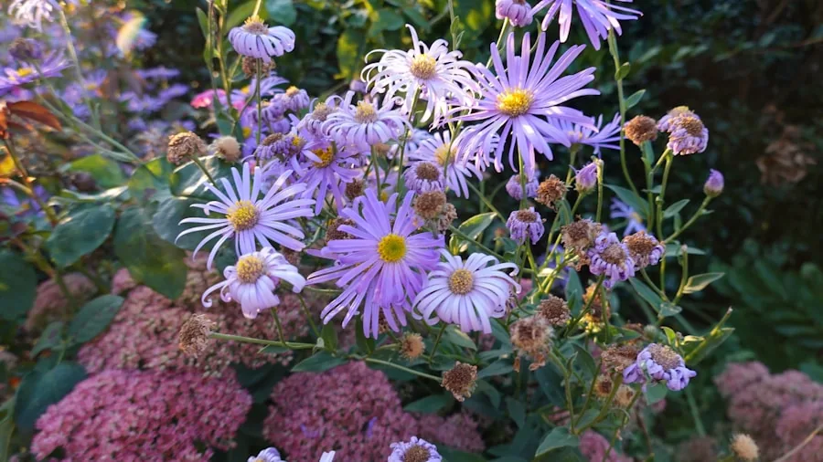 native aster sedum garden