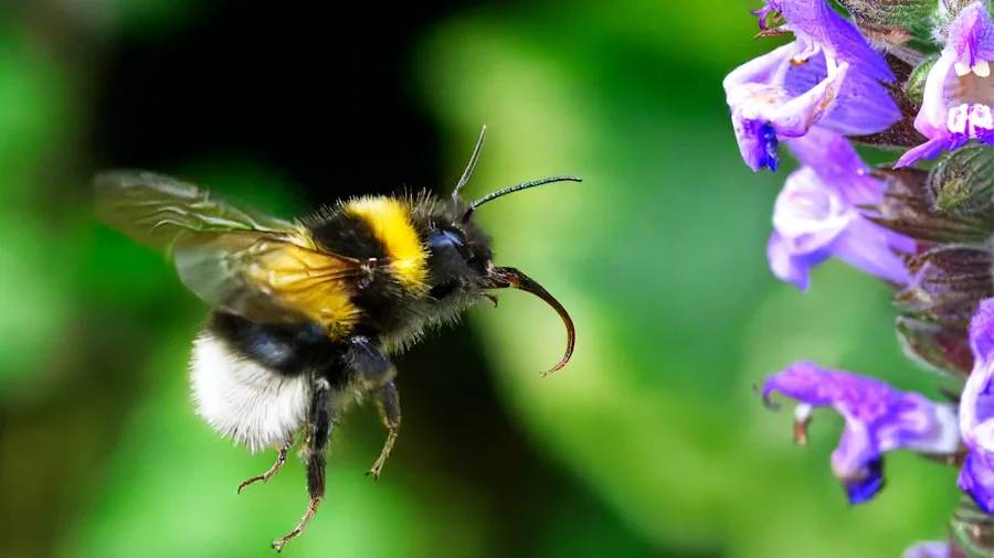 native bees pollinating wildflowers
