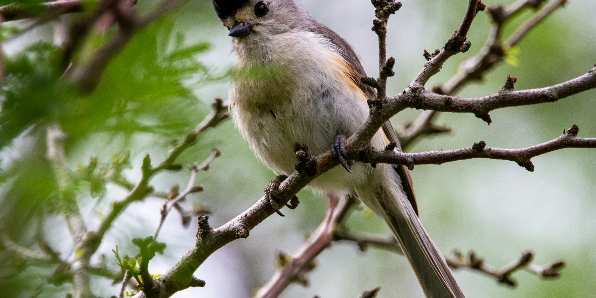 Plant Native Species to Attract Your State Bird: What Shoppers Should Know