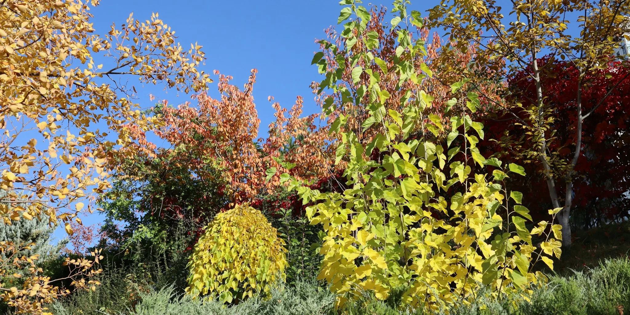 Fall Plant Shopping Guide Six Native Hedges for Year Round Privacy