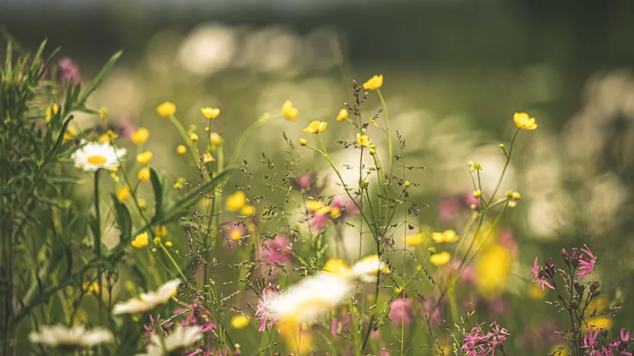 7 Practical Tips for Building a Water Wise Garden 3 native meadow garden flowers