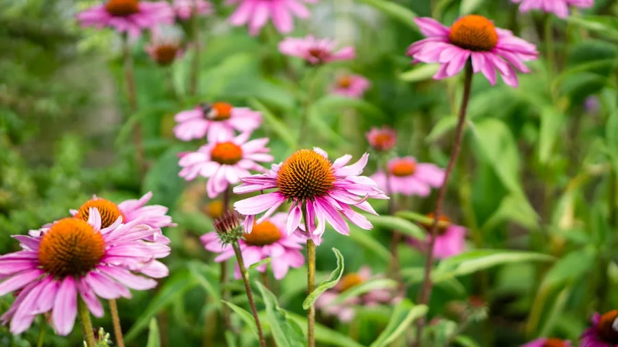 native plants wildflowers garden