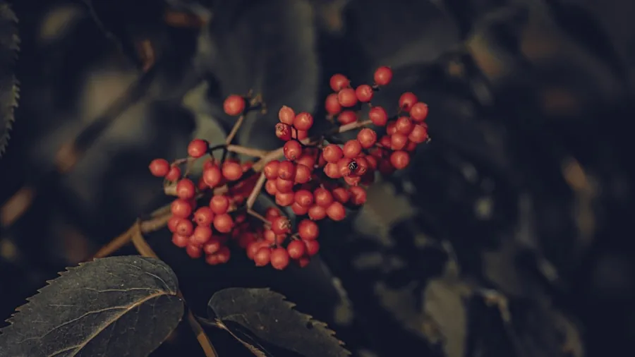 native shrub fall foliage berries