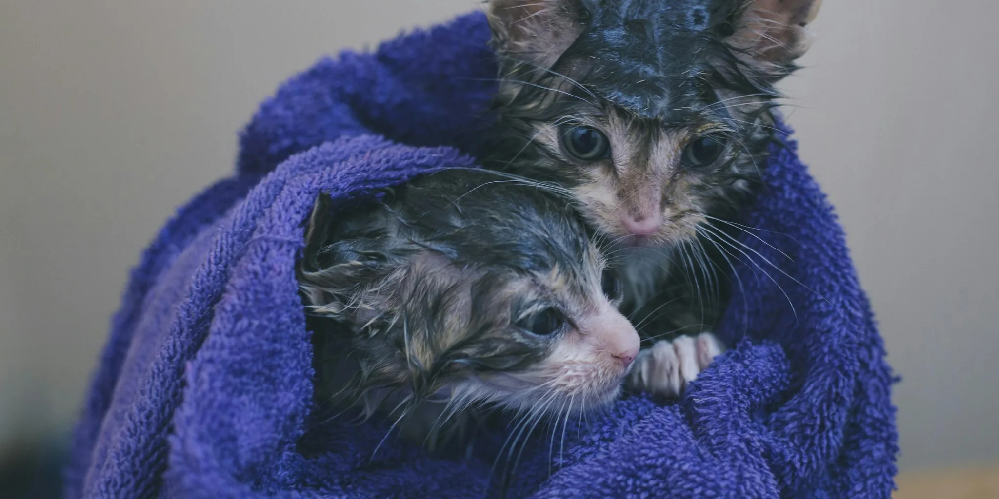 Kitten Shelter Crisis Sparks National Reform Wave