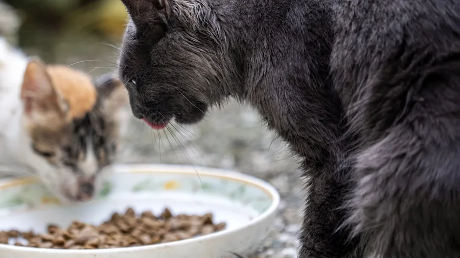 The %product_count% Best Cat Bowls 6 Older cat comfortably eating from a bowl, demonstrating proper feeding posture for aging pets