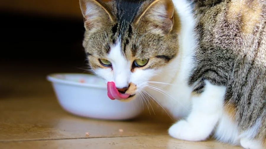The %product_count% Best Cat Bowls 3 Older cat eating from bowl at comfortable angle, demonstrating proper ergonomic feeding position