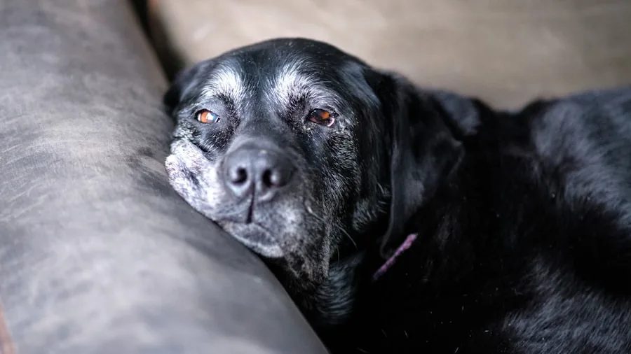 Older dog peacefully sleeping on a supportive bed, demonstrating comfort and relaxation for senior pets