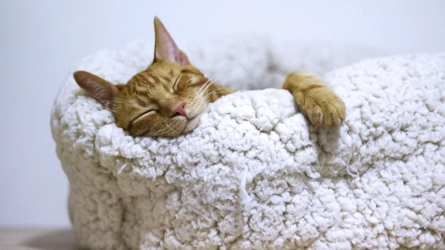 Orange cat curled up sleeping peacefully in a cozy bed nest
