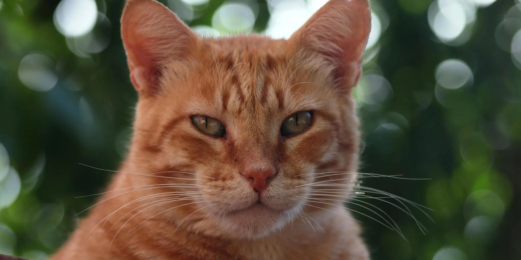 Each Cat's Purr Is Totally Unique, Science Says