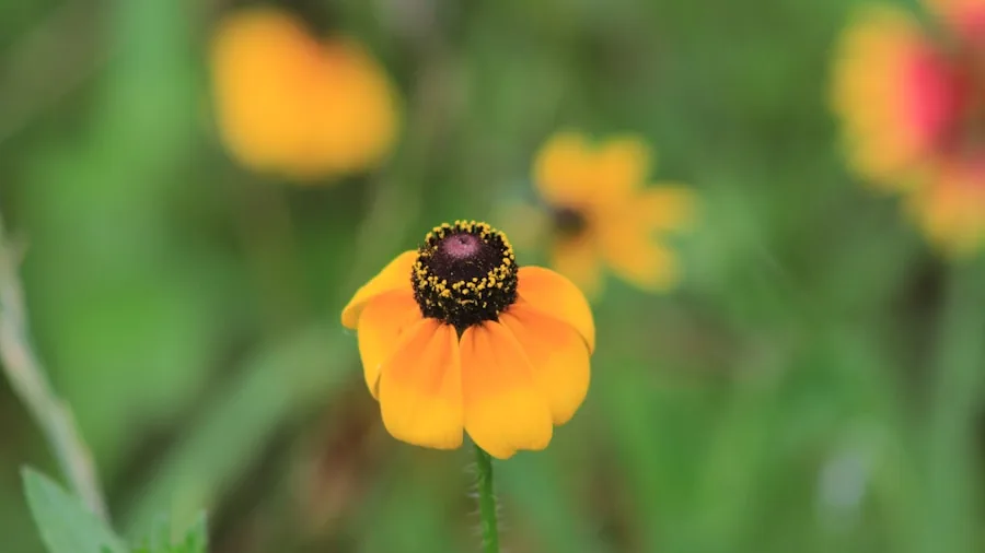 Oriental poppies black-eyed susan garden