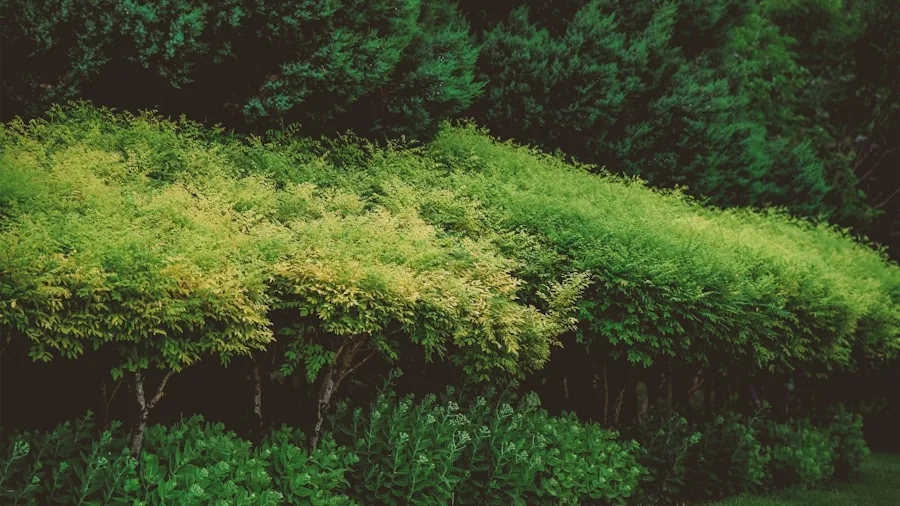 Late Summer Privacy Plants: What Buyers Should Know Before Shopping 3 ornamental evergreen shrub border