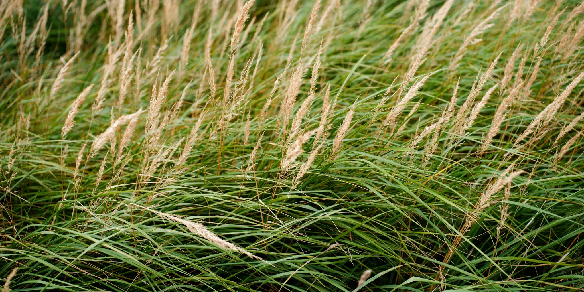 August Ornamental Grass Planting Guide for Shoppers