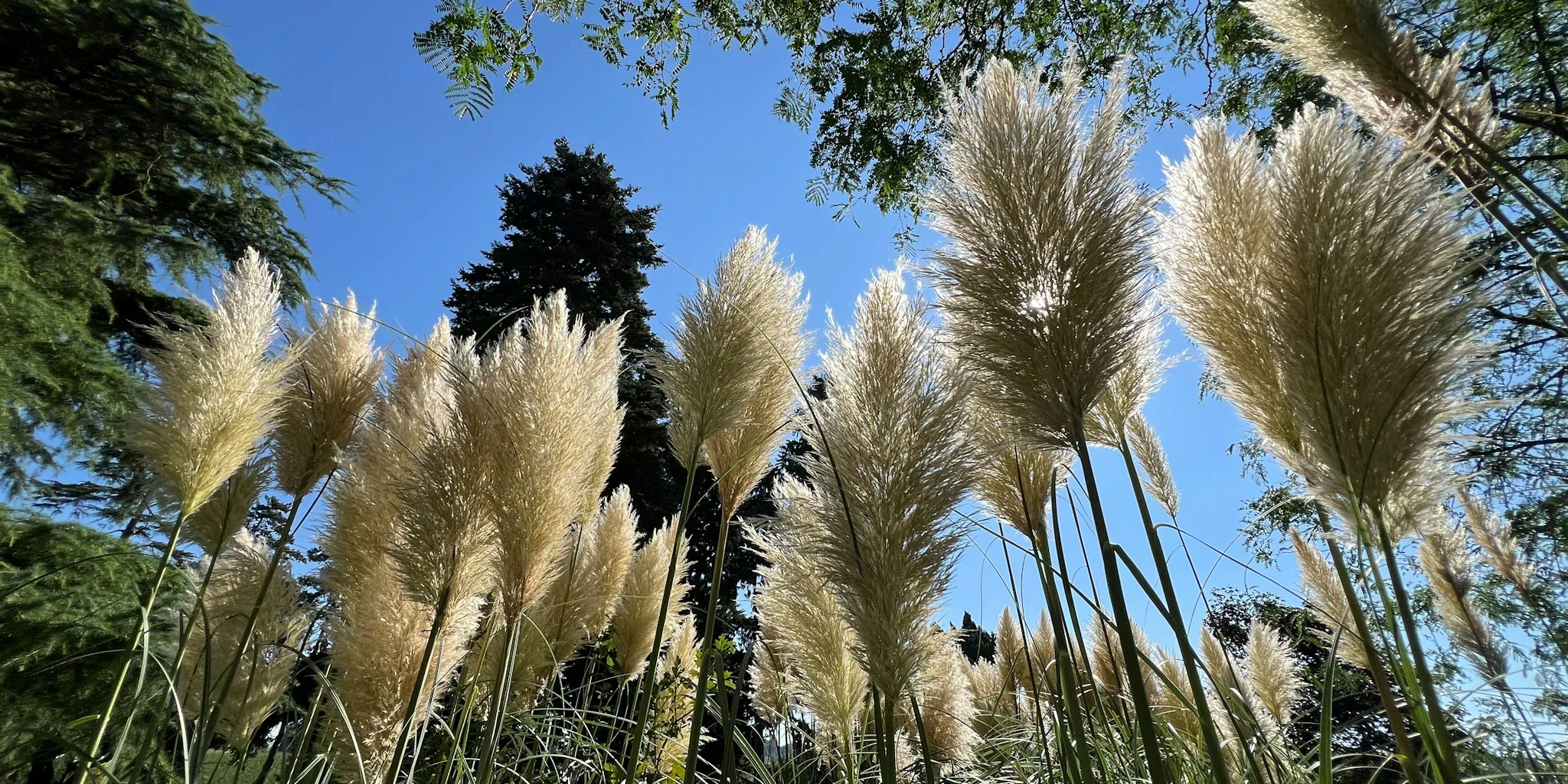 Six Ornamental Grasses Transform Your Fall Plant Beds with Color and Texture