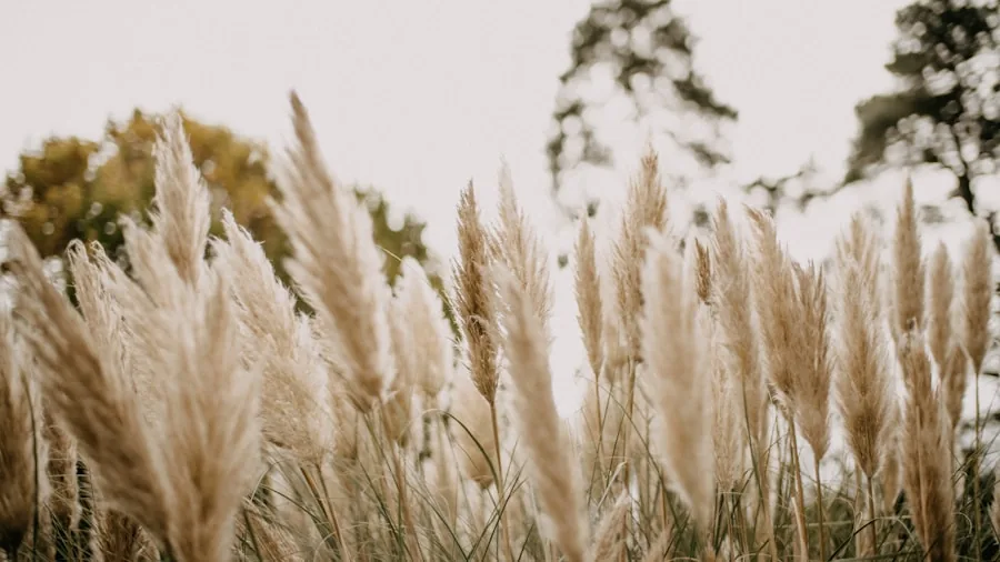 Seven Plants That Deliver Blooms Now and Visual Interest Through Winter 3 ornamental grasses autumn movement