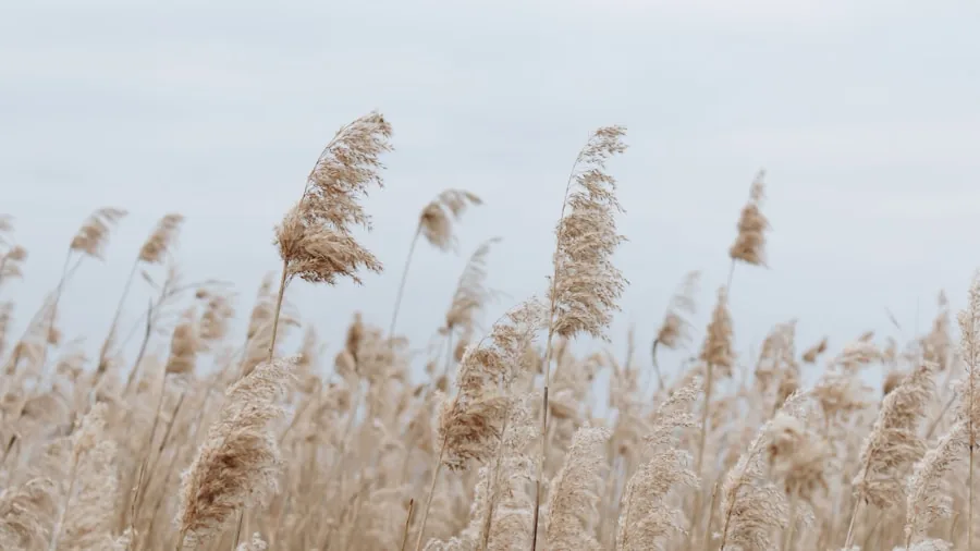 Late Summer Garden Planting: Five High Impact Plants Buyers Should Consider Now 2 ornamental grasses swaying in breeze