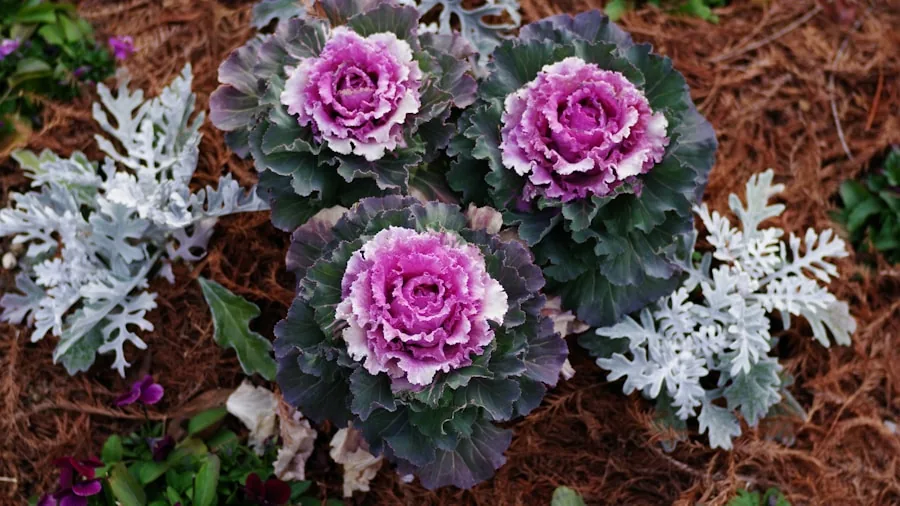 ornamental kale and heuchera foliage plants