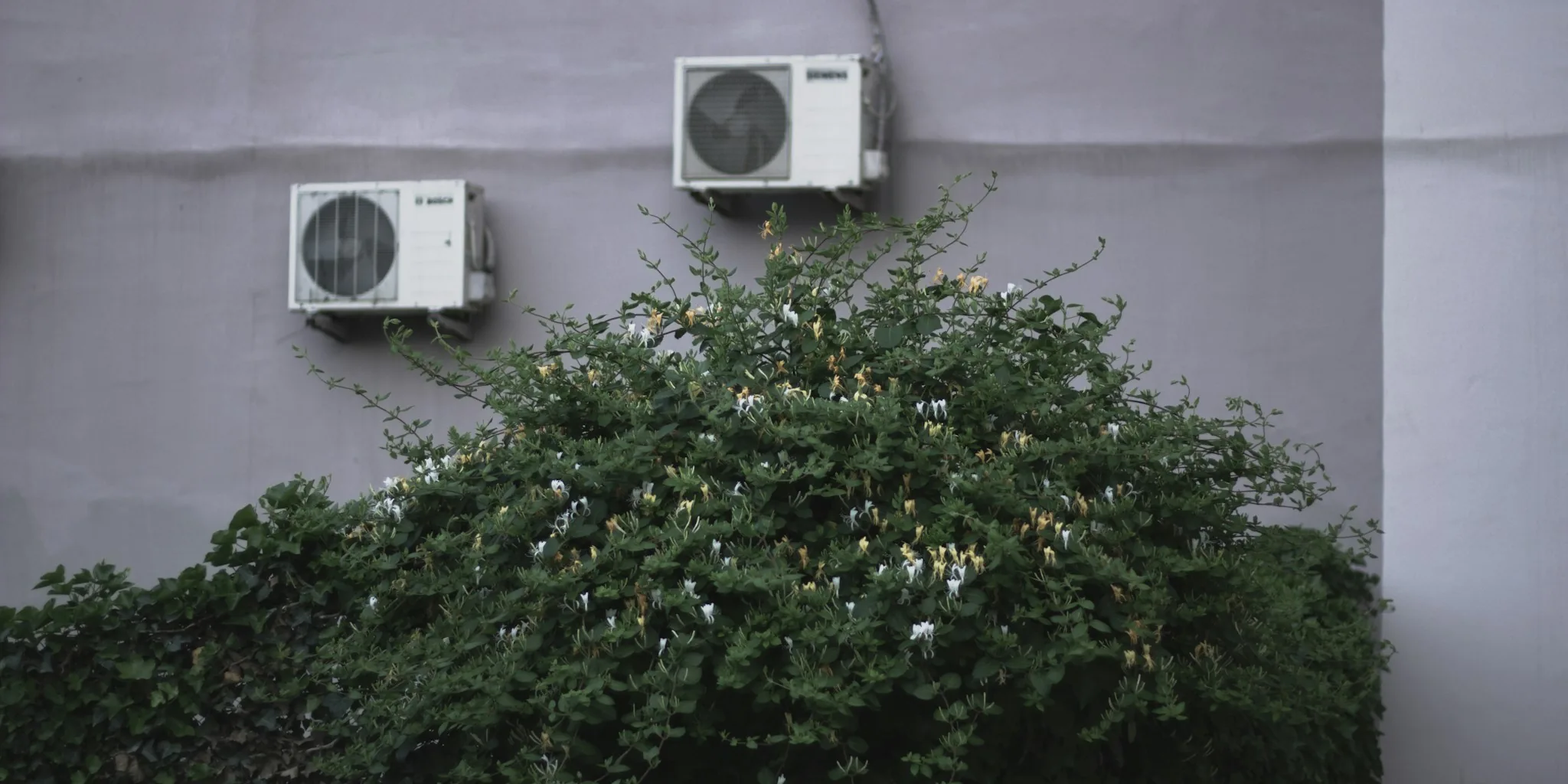 Hide Your AC Unit with These 5 Screening Shrubs