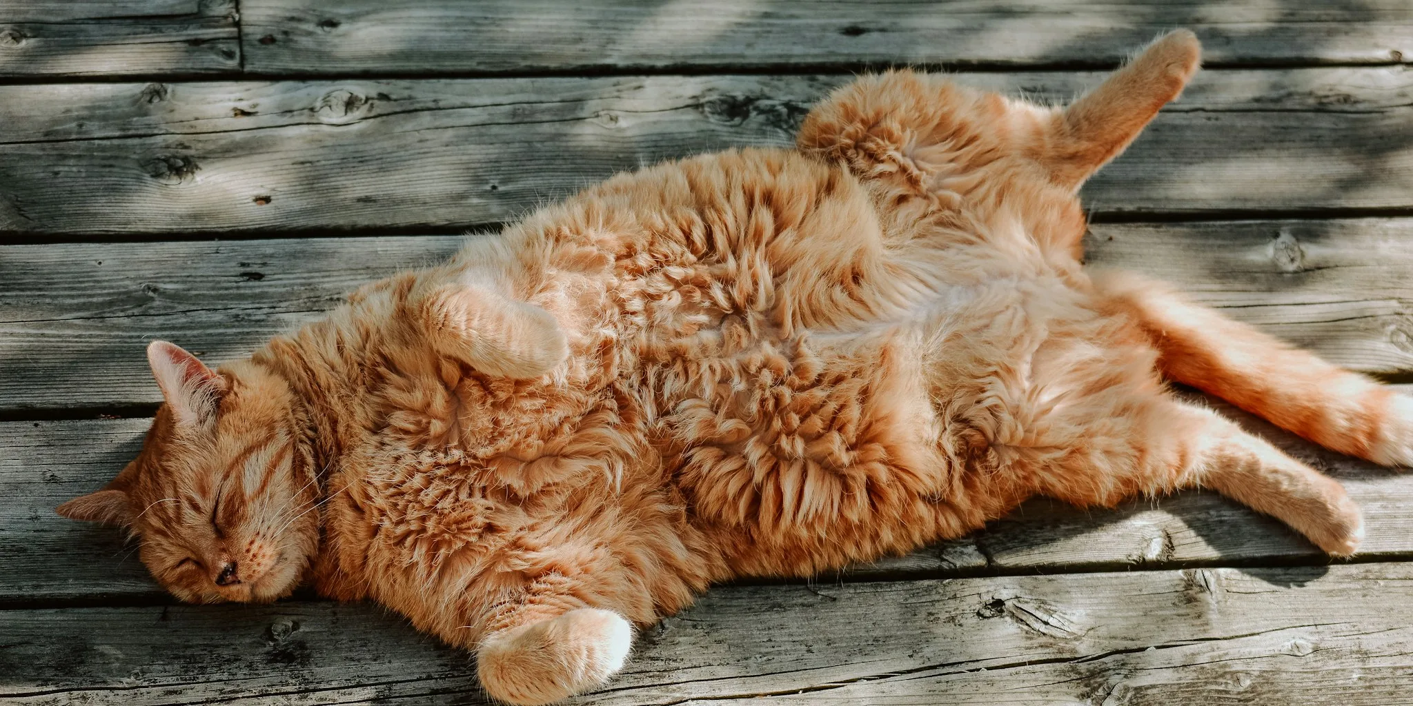 New Sanctuary Tackles Severe Cat Obesity Crisis