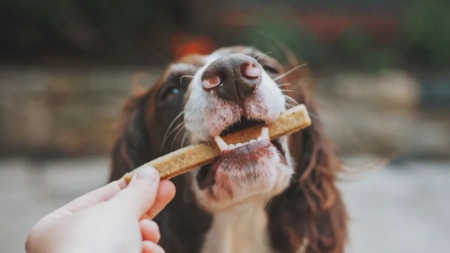 The %product_count% Best Dog Treats 3 Owner rewarding dog with treat during outdoor training session, dog focused on handler