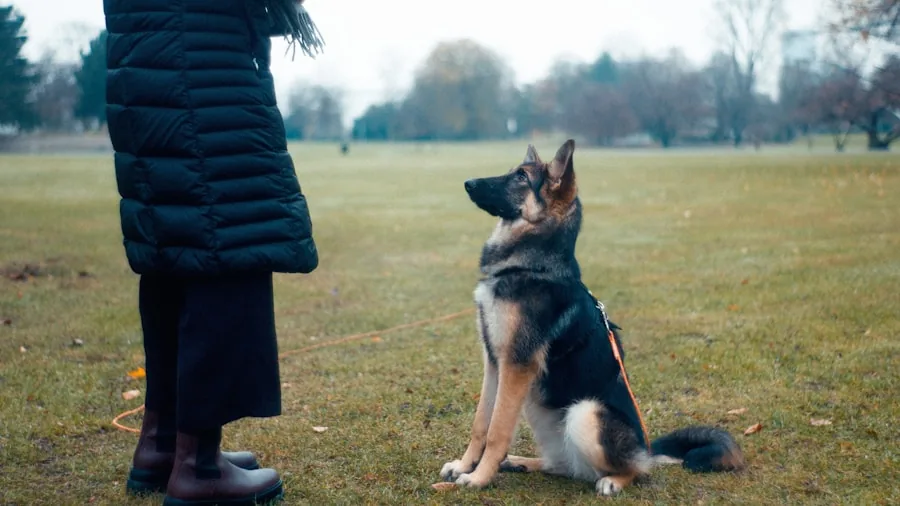 Owner training large dog outdoors with tactical equipment and control