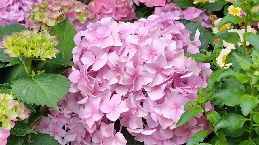 July Shrub Planting Mistakes: 5 Species to Avoid and Their Superior Alternatives 2 panicle hydrangea pink blooms