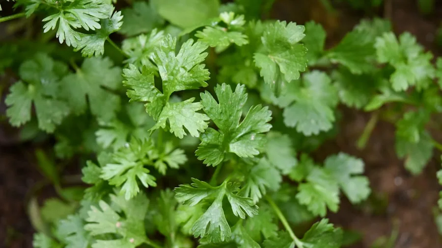 August Herb Planting Guide: 6 Species to Grow Before Fall Arrives 2 parsley cilantro chives leaves herb