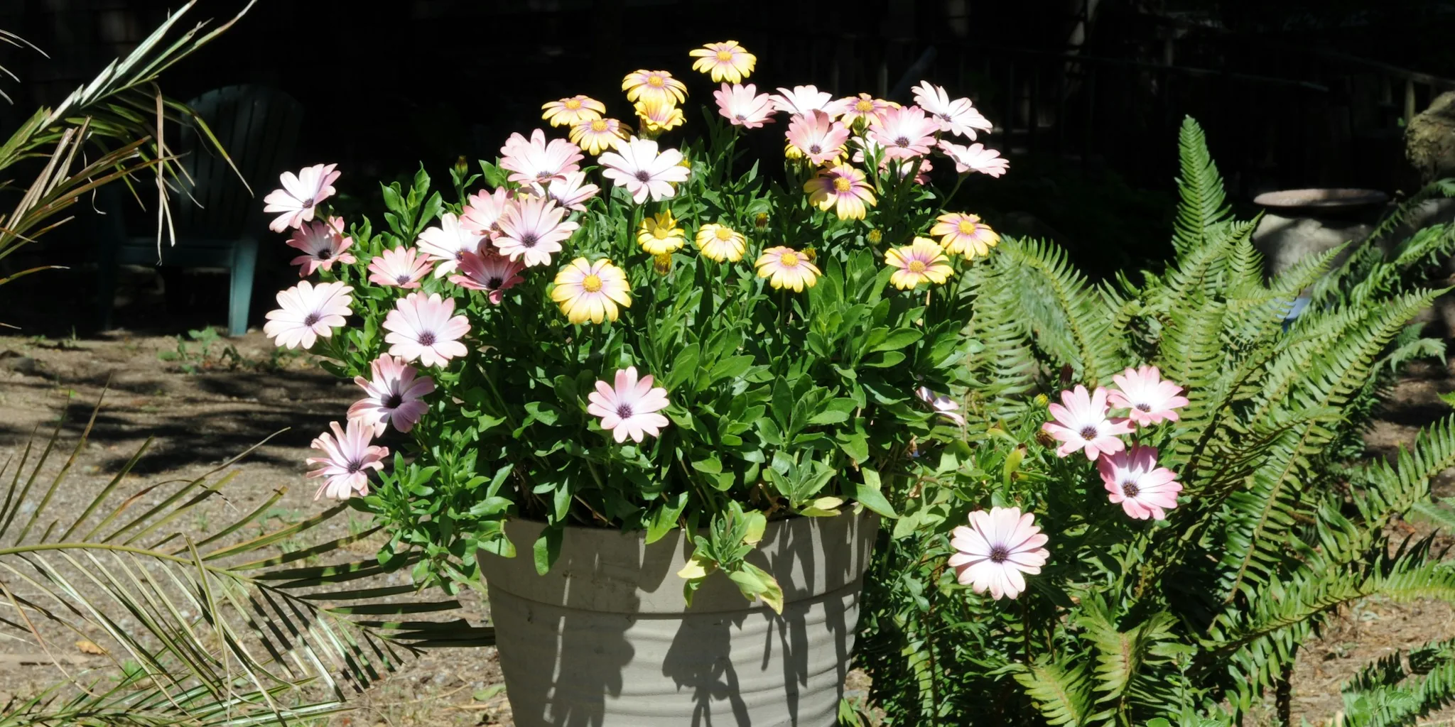 Tomato Feed Extends Patio Plant Blooms into Fall: What Shoppers Need to Know