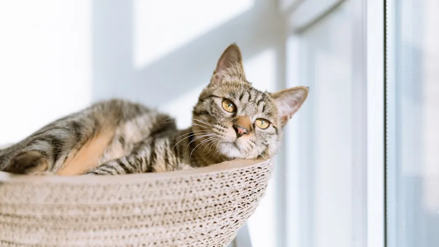 Peaceful cat resting in a cozy, cushioned bed with raised sides creating a secure, calming space