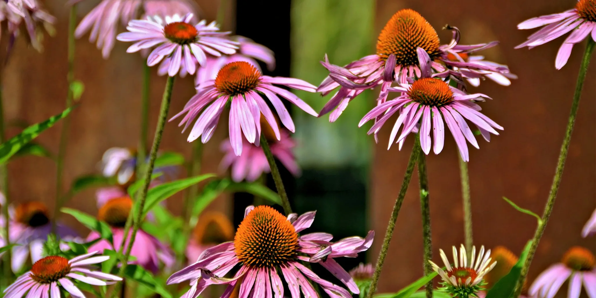 Replace Annuals with Perennial Flowers That Last Years