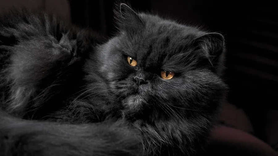 New EU Cat Breeding Law What Buyers Should Know 3 Persian cat face health breathing