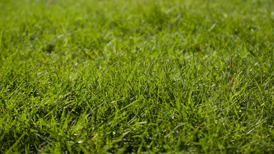 Person adjusting lawn mower blade height over green grass lawn in residential yard