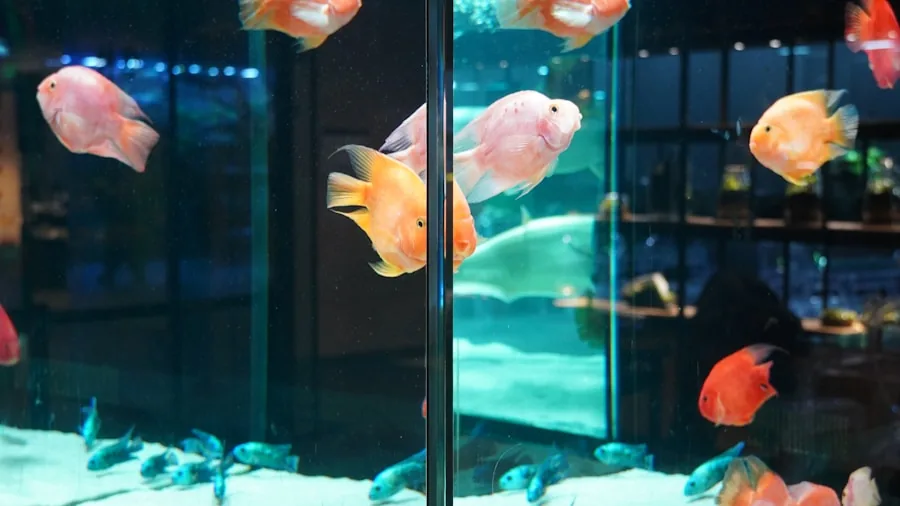 The %product_count% Best Fish Tanks 6 Person arranging freshwater aquarium setup with plants and decorations at home