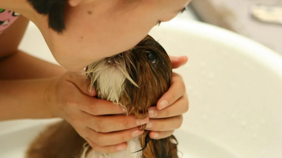 Person bathing a fluffy long-haired dog in a tub during grooming session