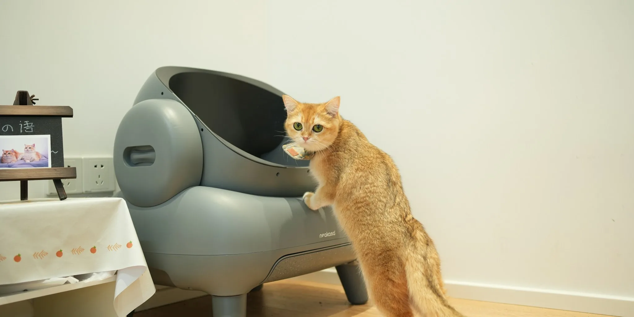 Person cleaning cat litter box at home with their pet nearby