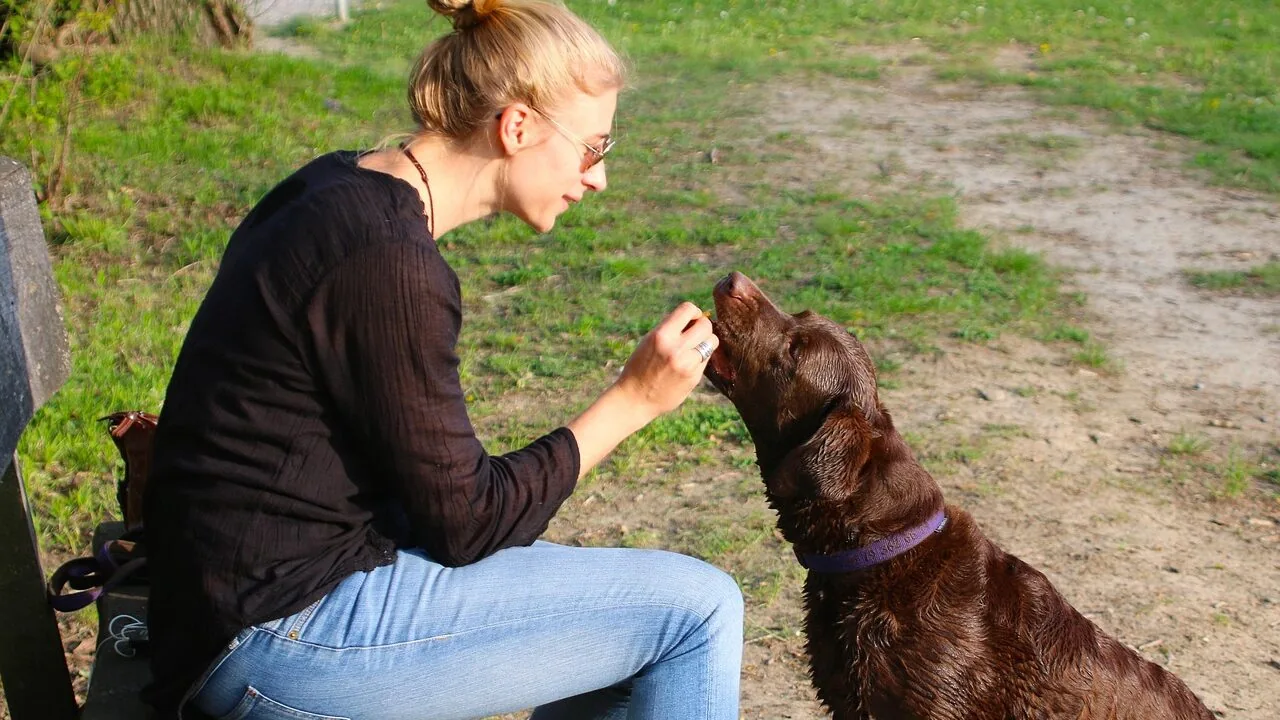Person feeding their cat fresh food from a bowl at home during mealtime