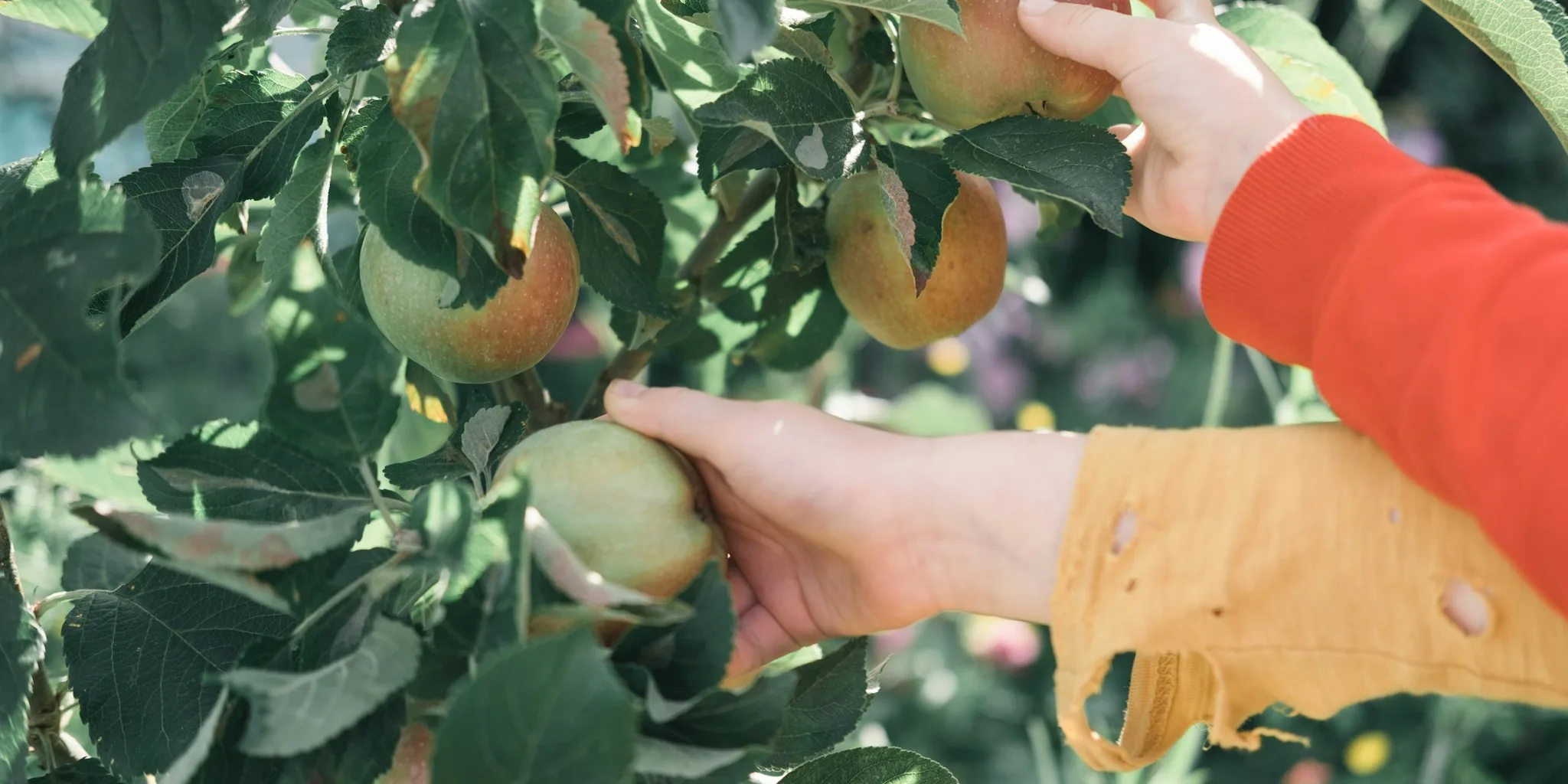 Celebrity Apple Harvest Sparks Fruit Tree Interest