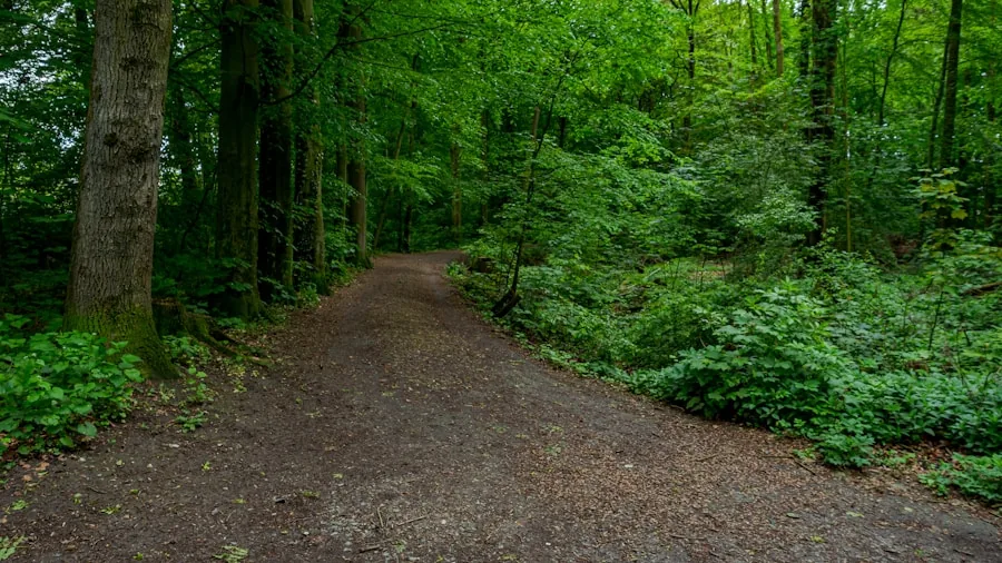 Eight Walking Workout Methods That Transform Your Fitness: What You Should Know 2 person hiking forest trail