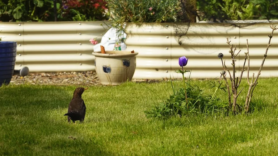 The %product_count% Best Bird Foods 3 Person observing birds feeding in a natural backyard garden setting during daytime