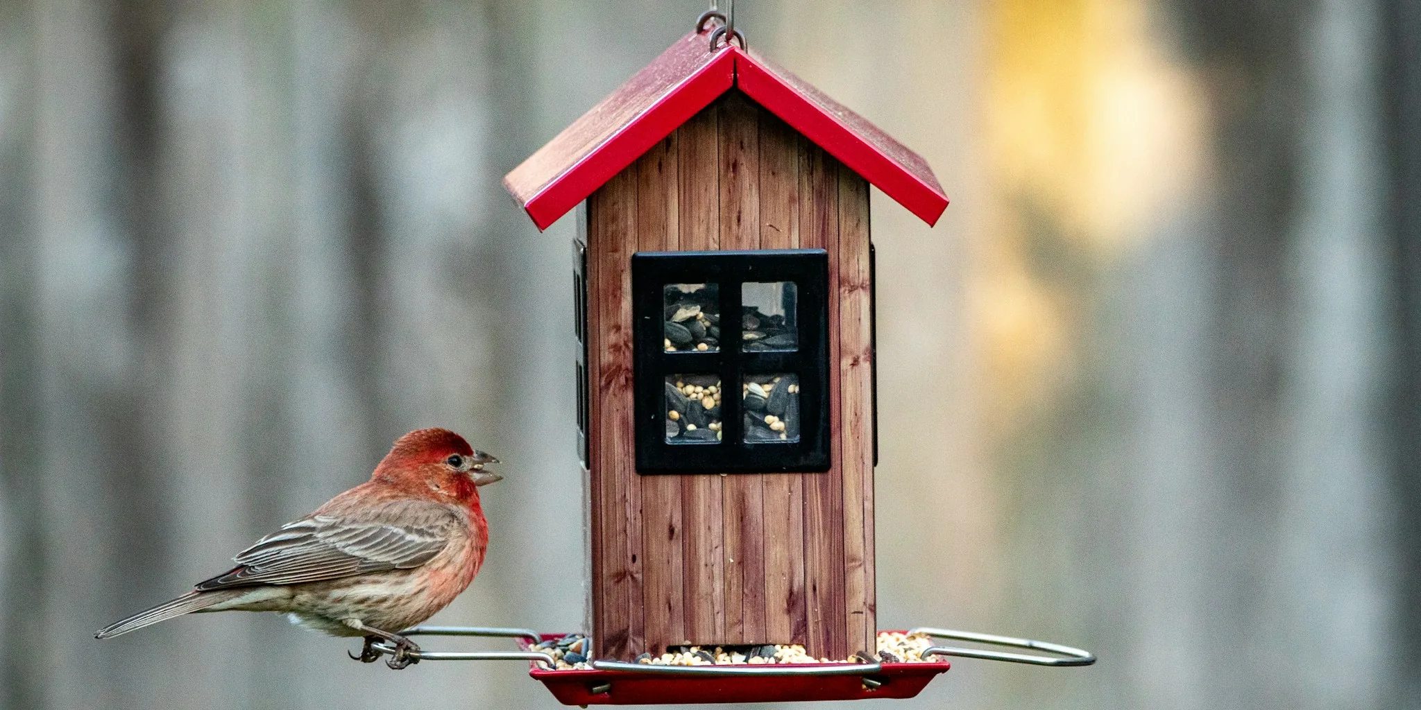 Person observing colorful birds at outdoor backyard feeder in natural daylight