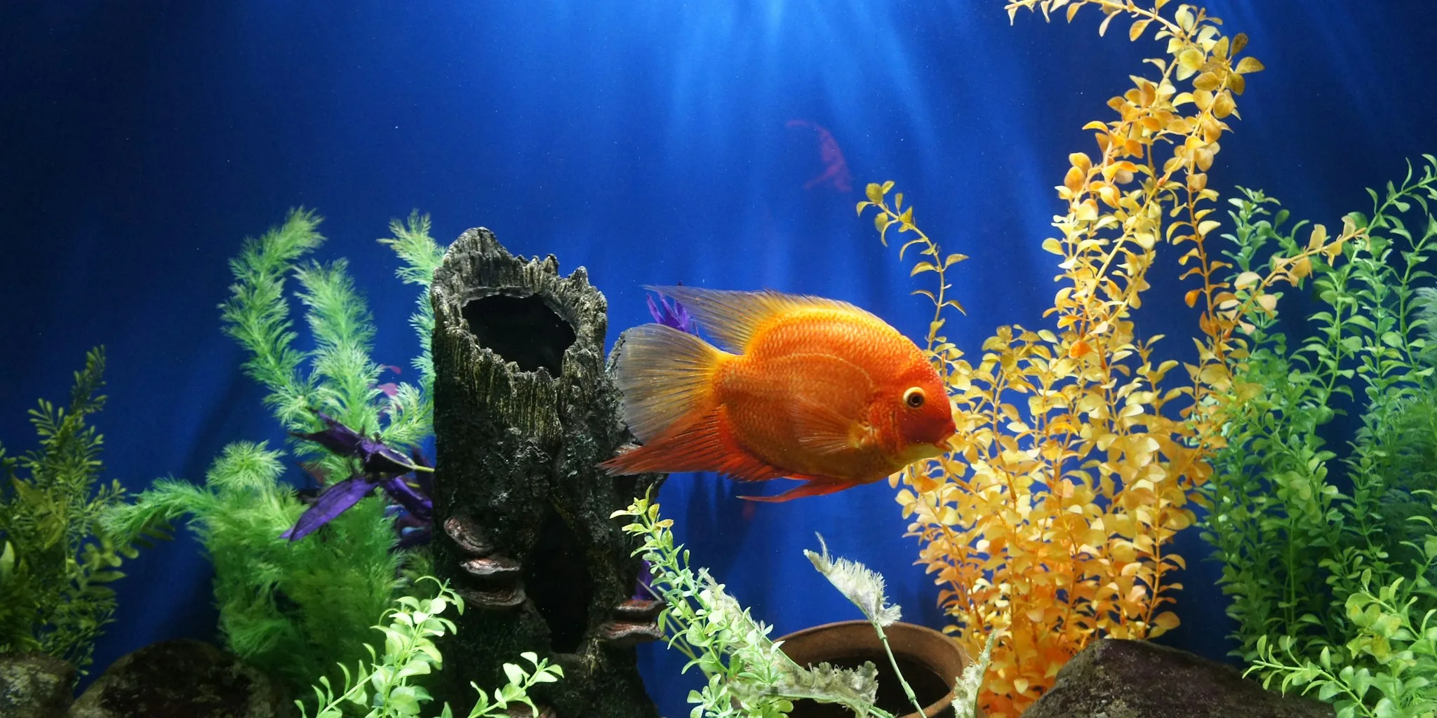 Person peacefully watching colorful fish swimming in home aquarium
