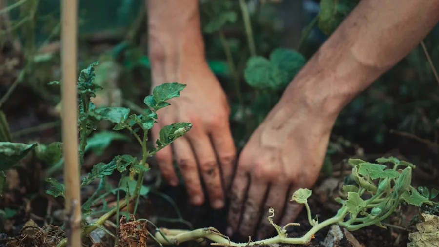 person planting trees flowers garden