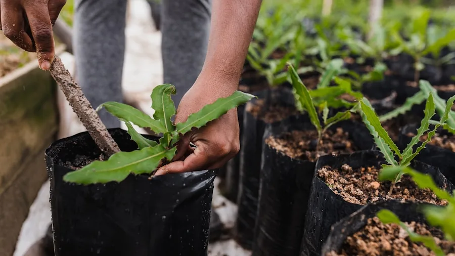 person planting young tree