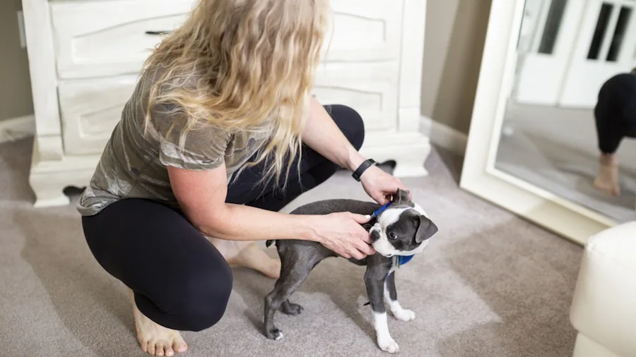 Person quickly securing dog harness during morning routine with energetic pet