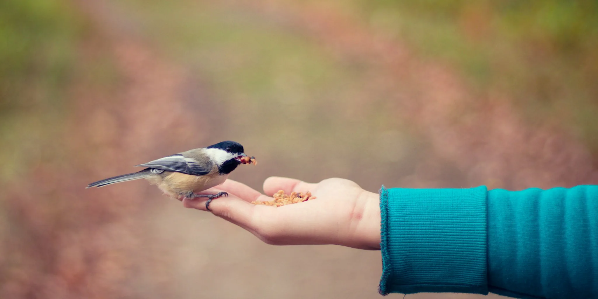 Person scattering bird seed outdoors while feeding wild birds in natural setting