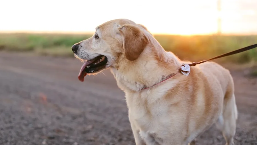 Person walking dog on leash outdoors in natural setting, showing proper harness and leash interaction