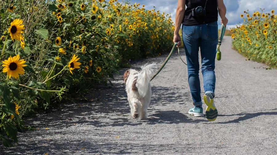 The %product_count% Best Dog Strollers 6 Person walking dog on path through park on sunny day, lifestyle scene
