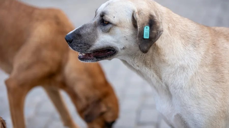 Pet Disaster Relief: What Pet Owners Should Know After Venezuela's Emergency Response 3 pet microchip identification