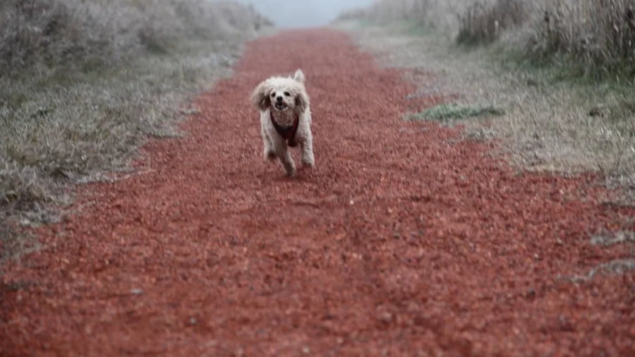 7 Tips to Fix and Prevent Dog Damage to Your Lawn 3 pet running on grass path