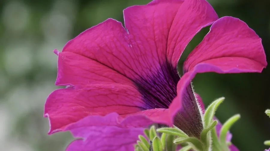 Fast Growing Container Garden Plants That Deliver Season Long Color 3 petunia flowers cascading over planter edge